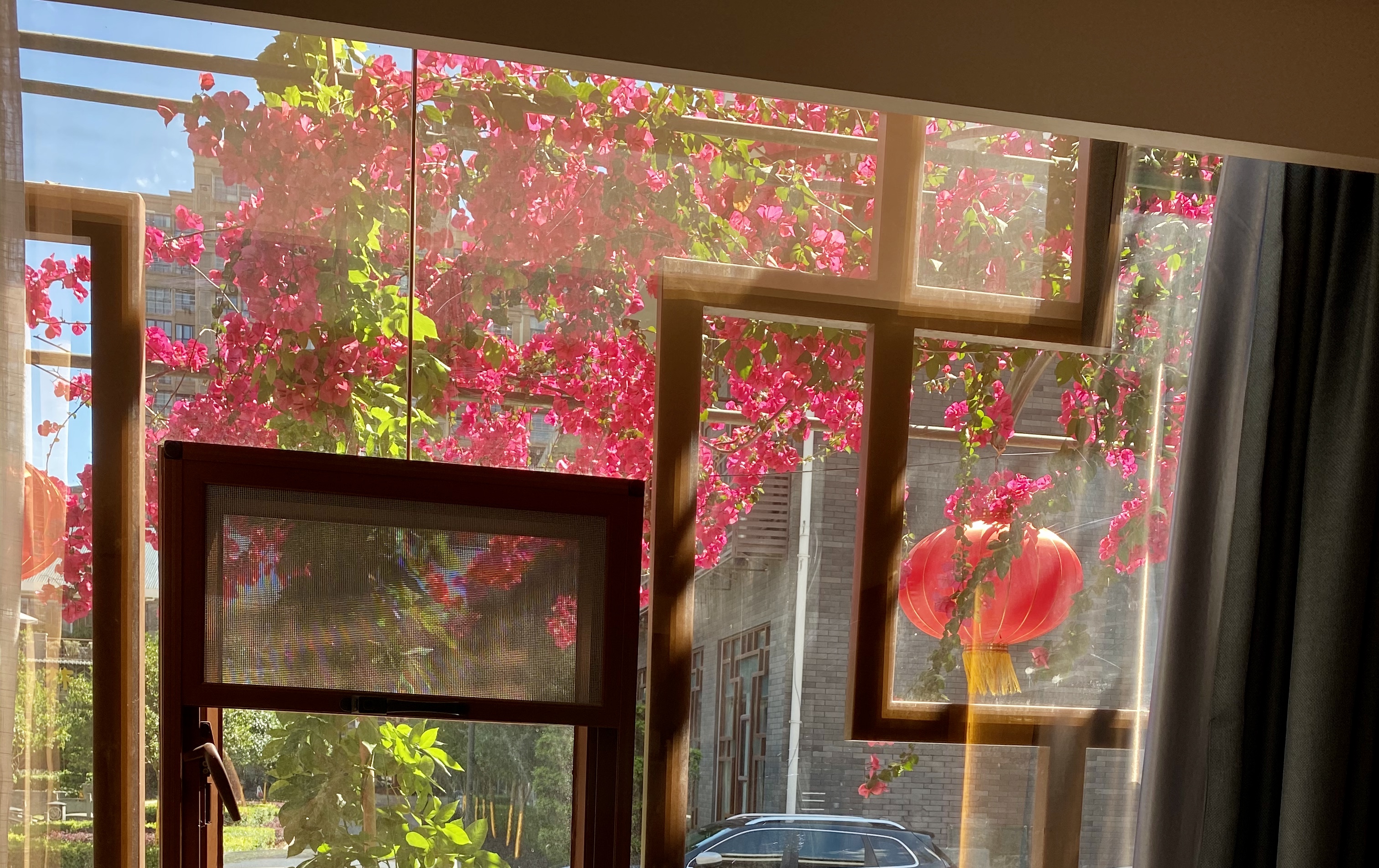 客房窗外的花影