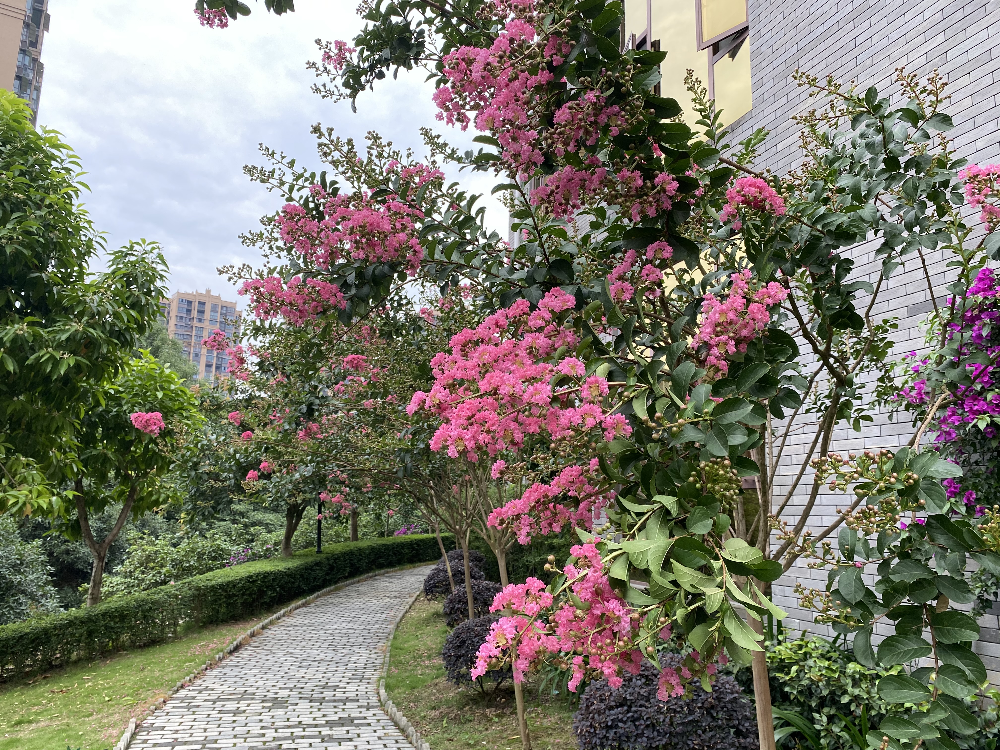 花园花木